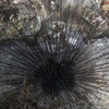 Wild Sea Urchin