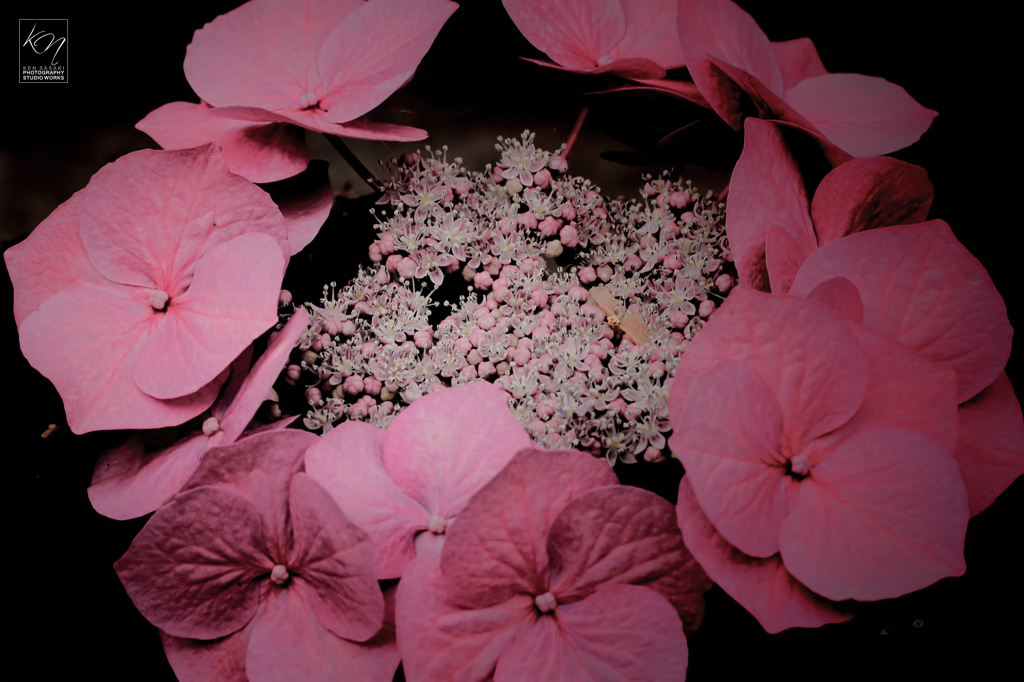 Colony of Hydrangea