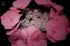 Colony of Hydrangea
