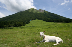 山羊のいる風景