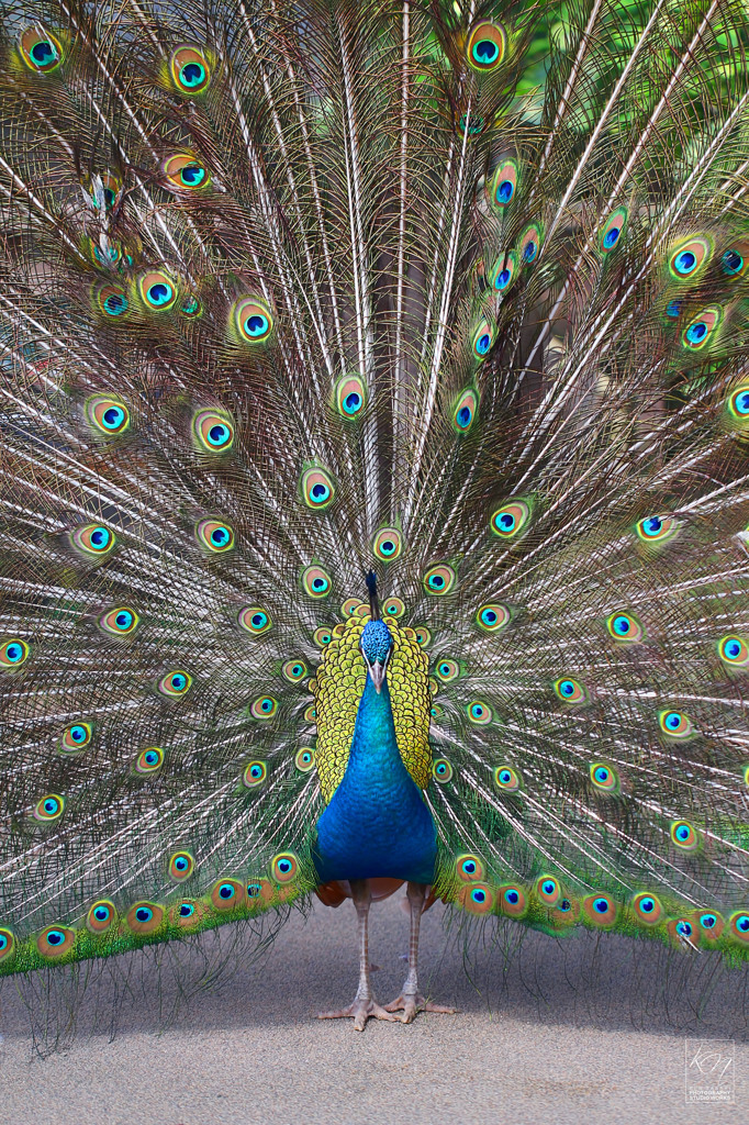 Color Radiating