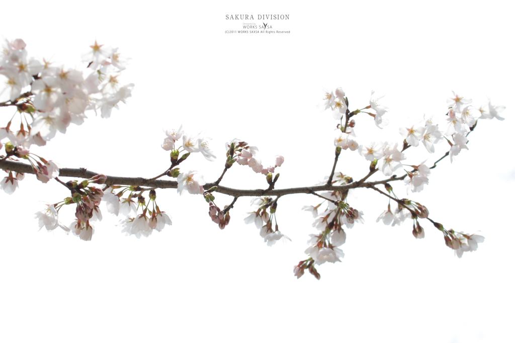 SAKURA DIVISION