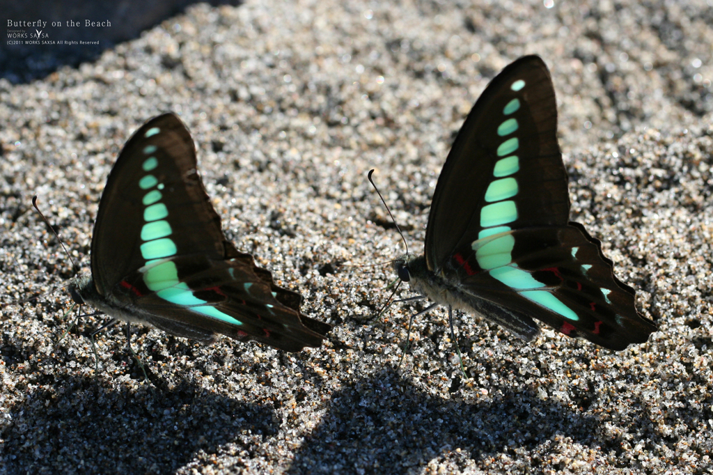 Butterfly on the Beach