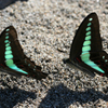 Butterfly on the Beach