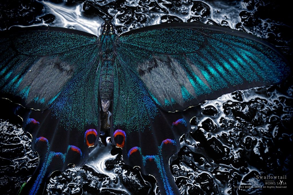 swallowtail