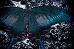 swallowtail