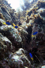 Blue Existence