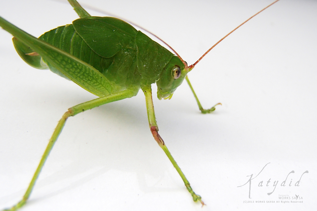 Katydid
