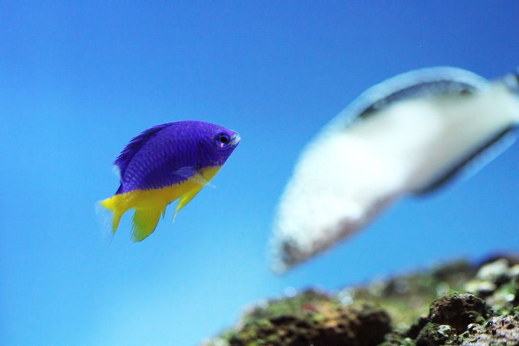 Azure Demoiselle