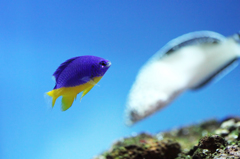 Azure Demoiselle