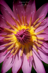 Magenta Core