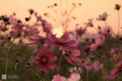 Beautiful Dreamer