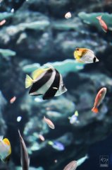 Coral Fish