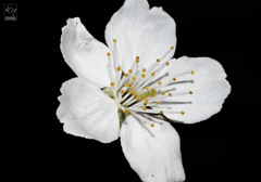 White from the Dark