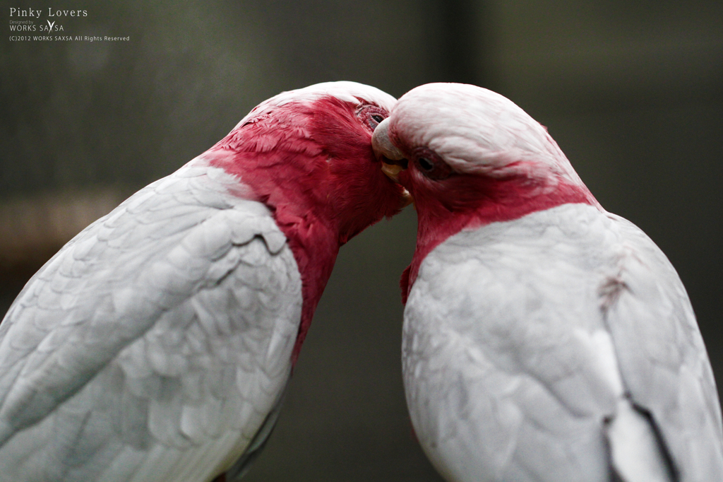 Pinky Lovers