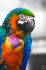 Parrot's  Heart