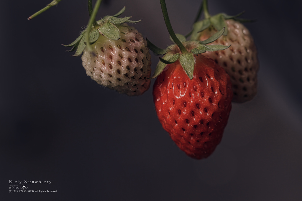 Early Strawberry