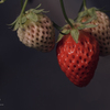 Early Strawberry