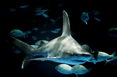 Shark