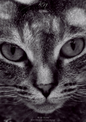 Wild Eyes