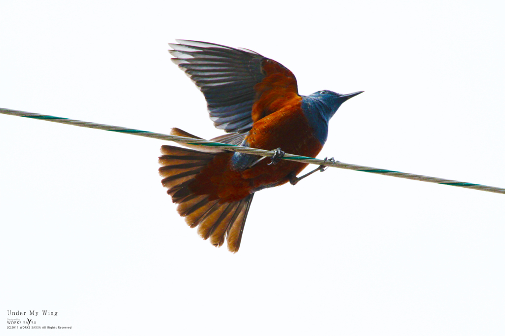 Under My Wing