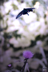 Blue has Gone Again