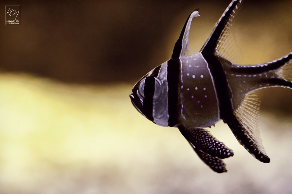 Pterapogon kauderni