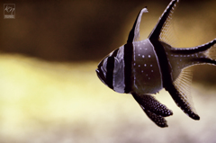 Pterapogon kauderni