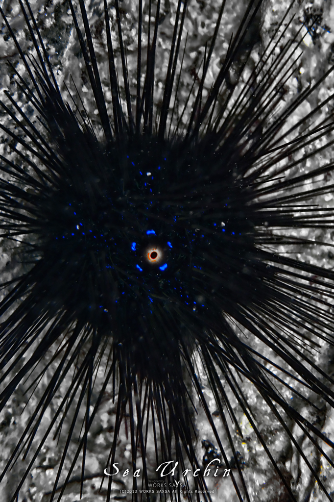 Sea Urchin