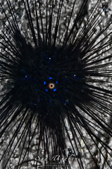 Sea Urchin