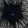 Sea Urchin