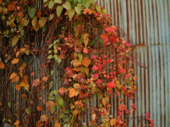 古い建物と紅葉④