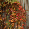 古い建物と紅葉④