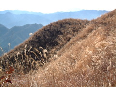 甲州高尾山のすすき？①