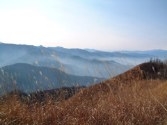 甲州高尾山のすすき？②