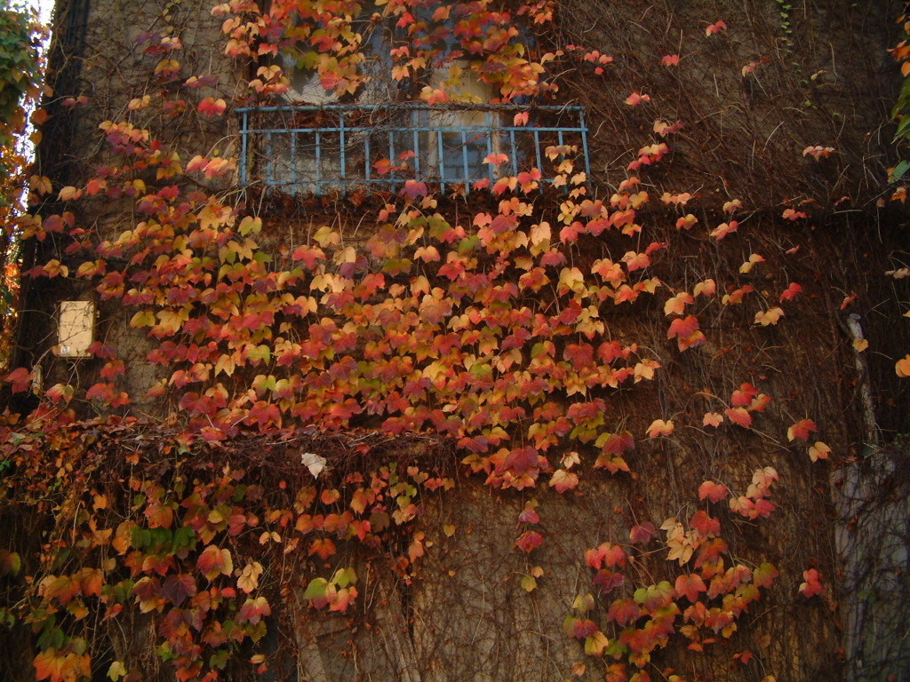 古い建物と紅葉②