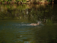 池の水を飛ばすカルガモ？