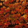 古い建物と紅葉③