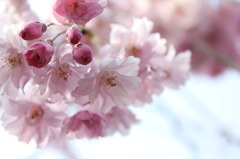 花束？