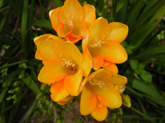 Flower004.