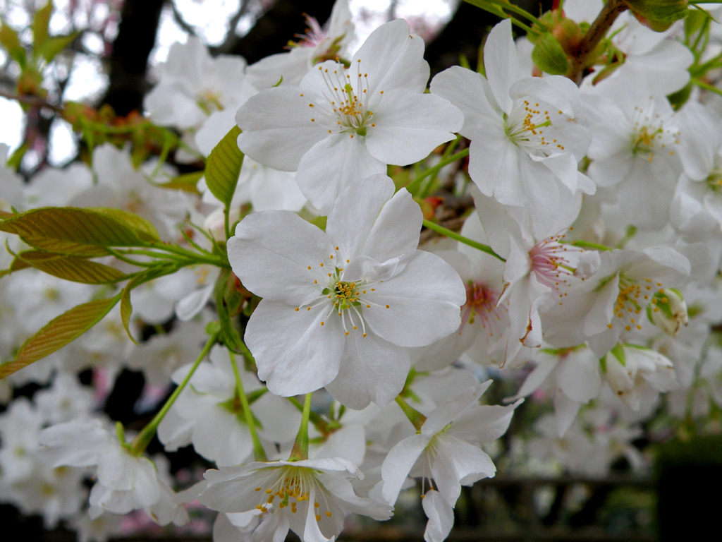 桜