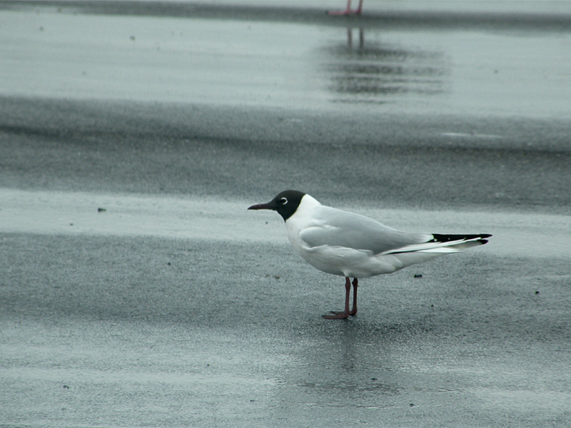 鳥さん