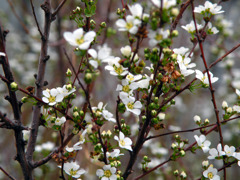 Flower005.