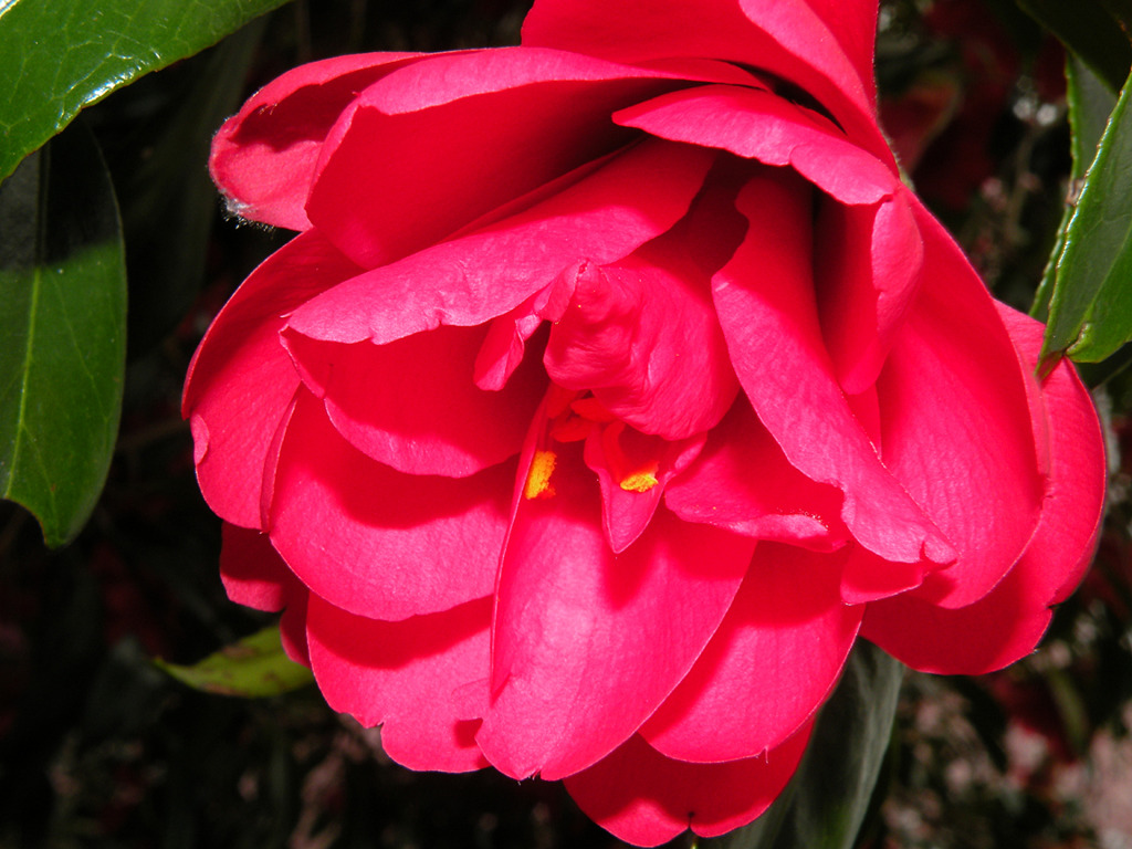 Flower014.