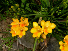 Flower003.