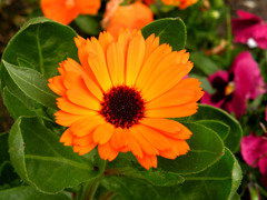 Flower002.