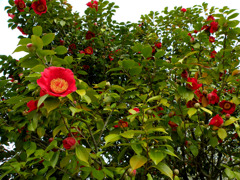 Flower001.