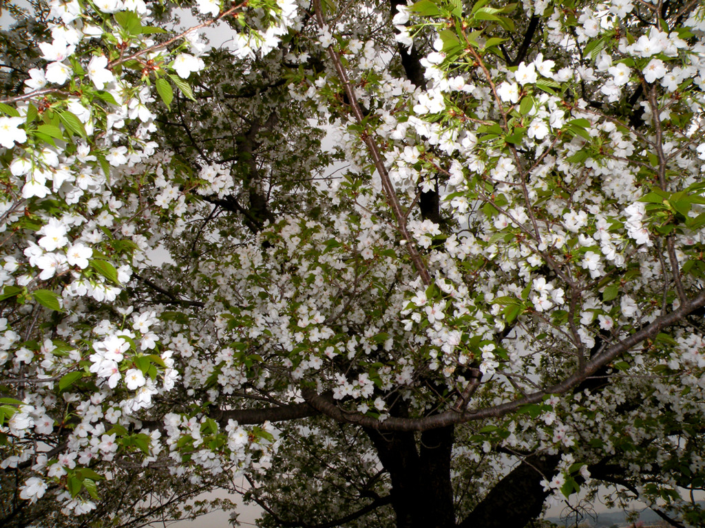 桜