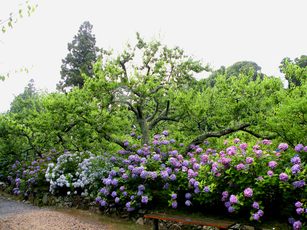 紫陽花