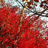 紅葉